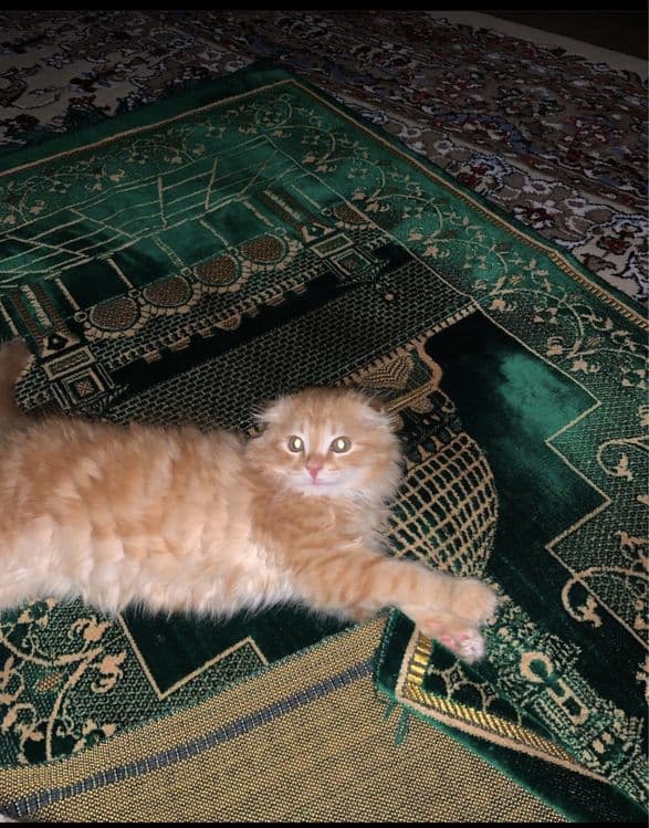 scotish fold 3 oylik erkak — 4