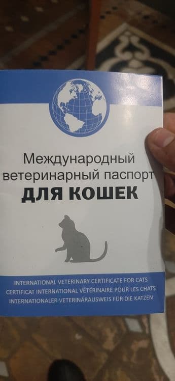Кишка сибирская милашка — 1