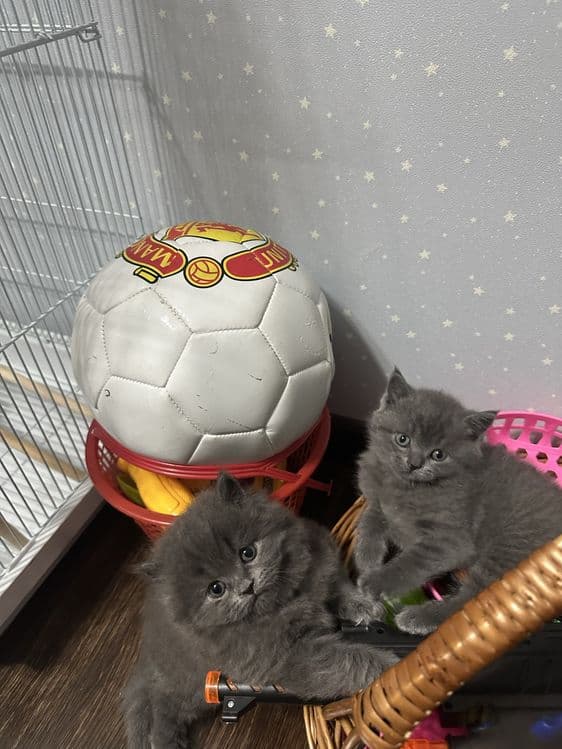 Продаются котята Британцы… — 1