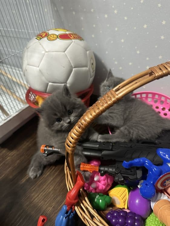 Продаются котята Британцы… — 2