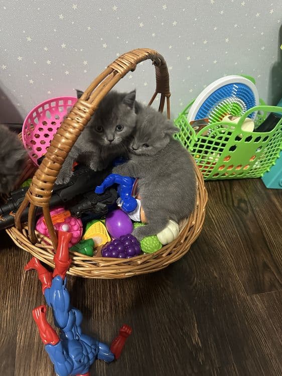 Продаются котята Британцы… — 3