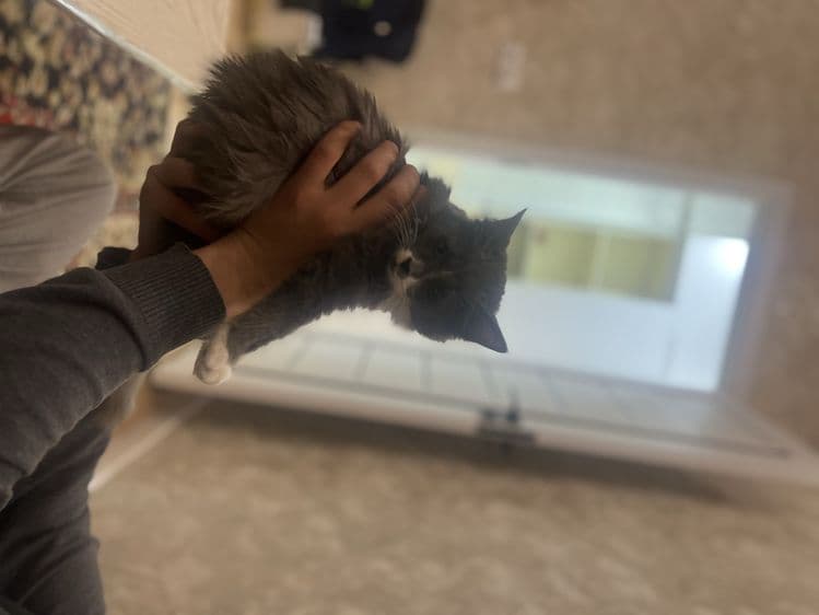 sotildi aqilli mushuk somkasi va idishlari bilan birga — 1