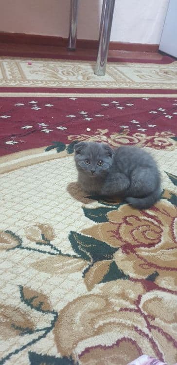 Шотландский вислоухий котёнок — 1