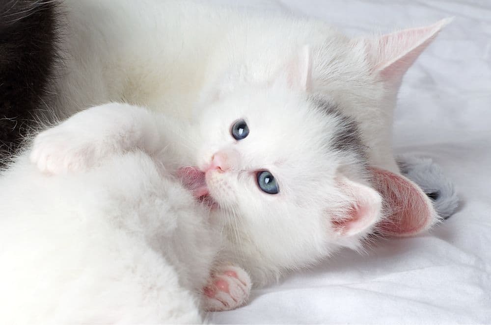 Turk Angora mushukchalari — 2