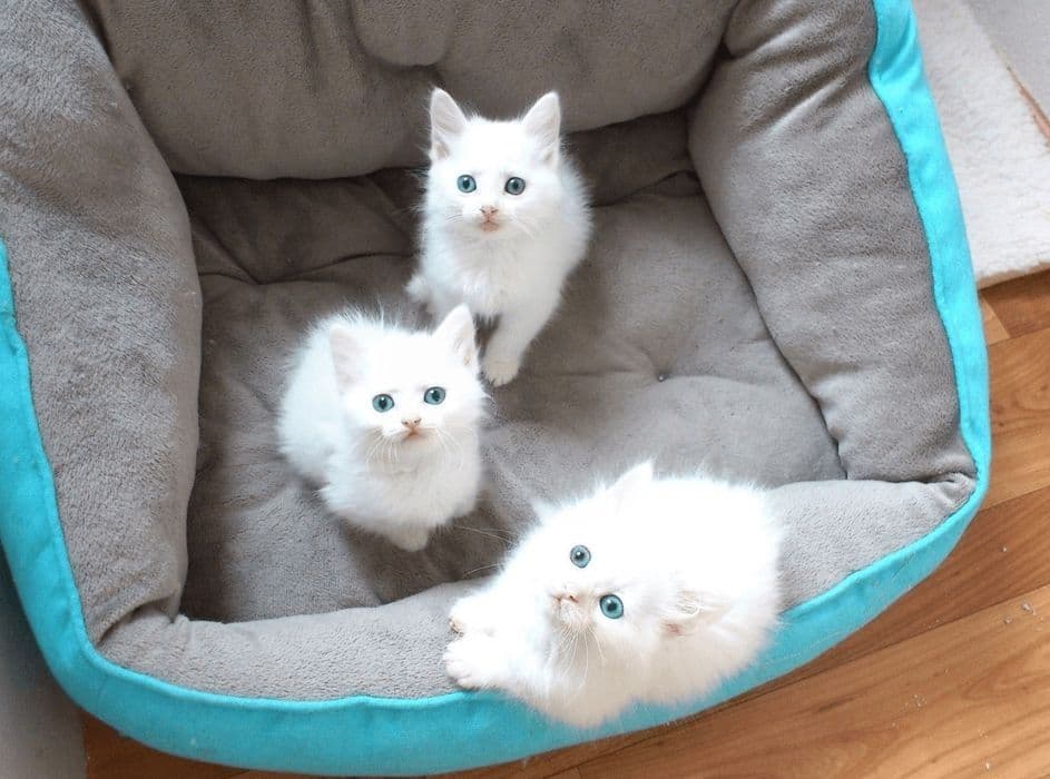 Turk Angora mushukchalari — 3