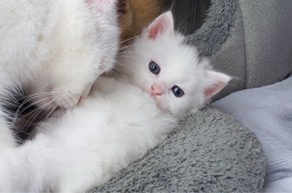 Turk Angora mushukchalari — 4