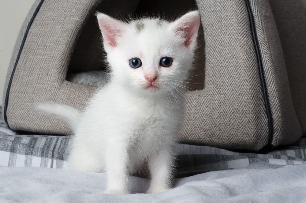 Turk Angora mushukchalari — 5