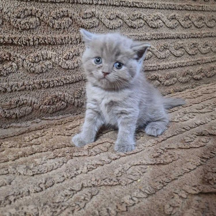 Продаются котята — 2