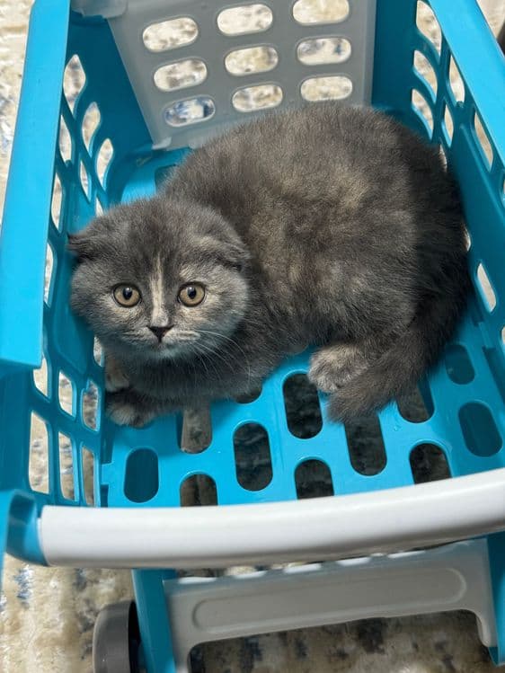 Продается вислоухий котенок — 2