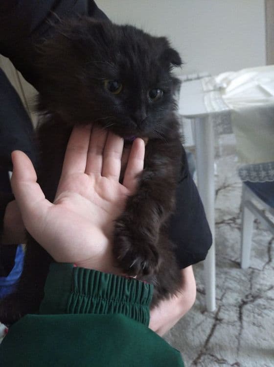 Продается кошка 3 — 1