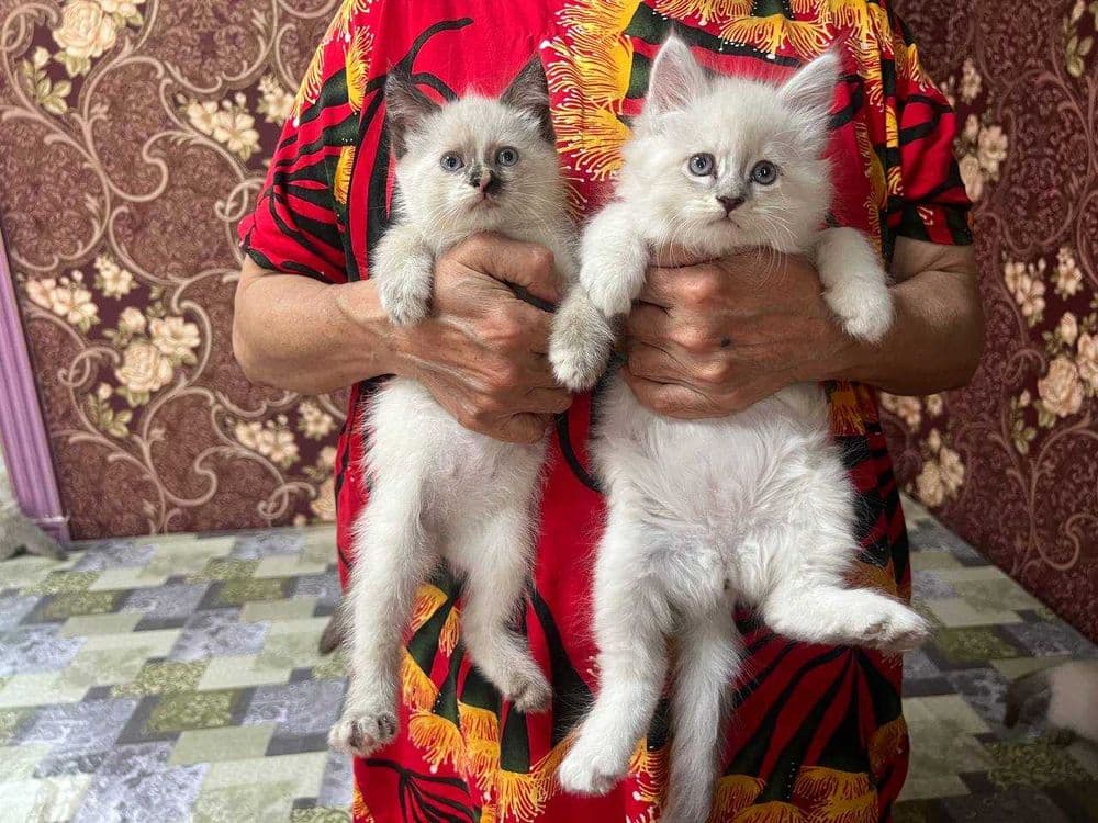 Продам котят породистых — 1