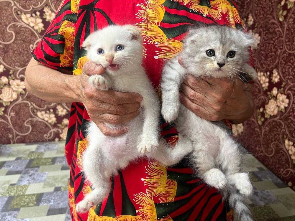 Продам котят породистых — 2
