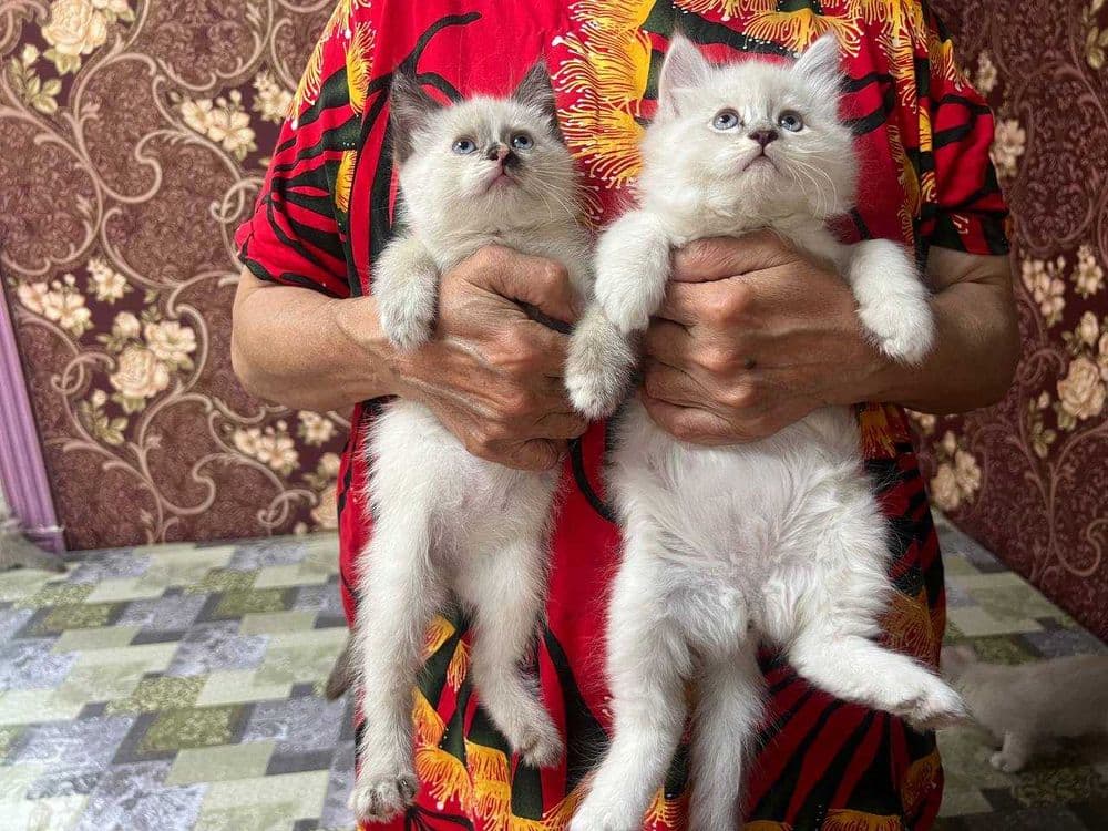 Продам котят породистых — 3