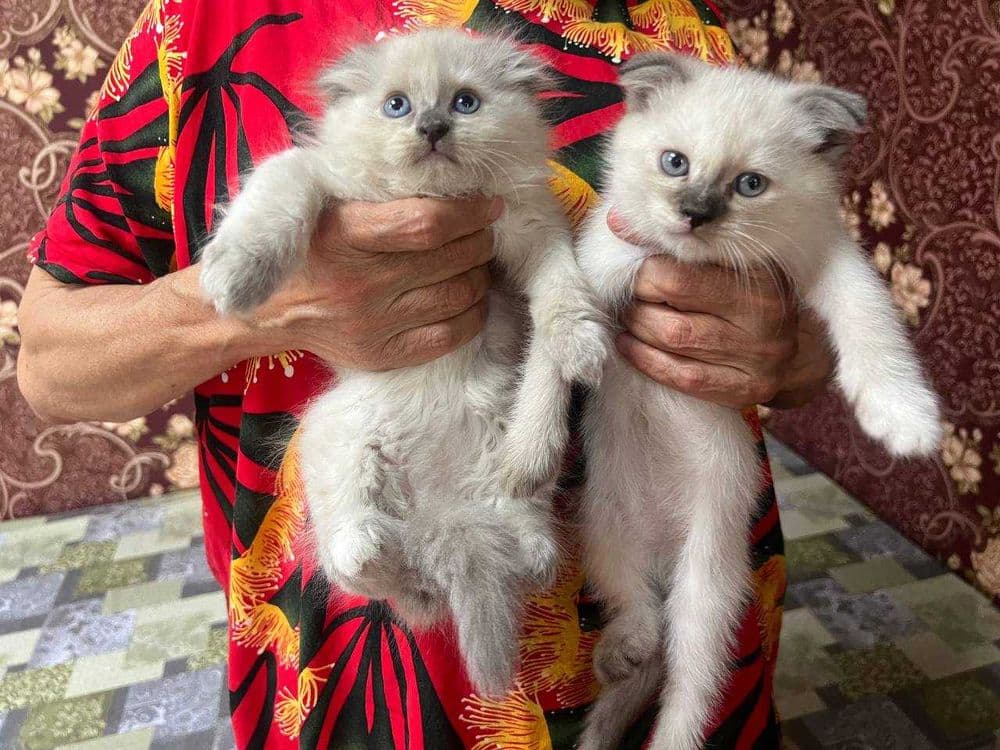 Продам котят породистых — 4