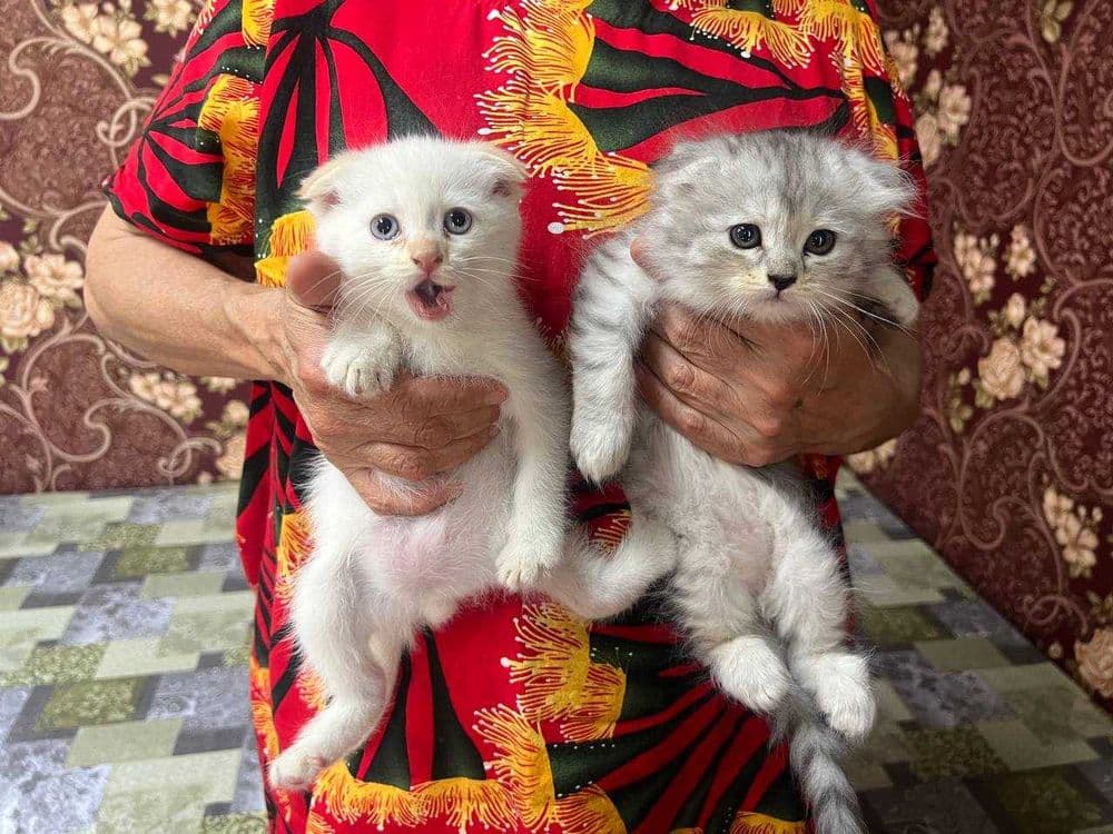 Продам котят породистых — 5