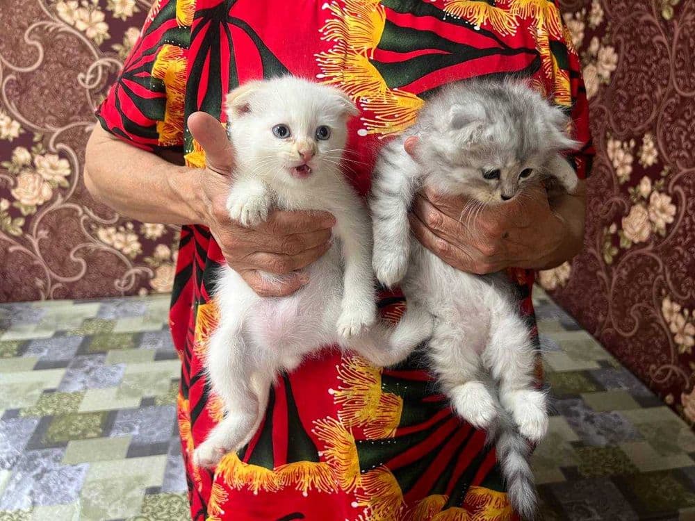 Продам котят породистых — 6
