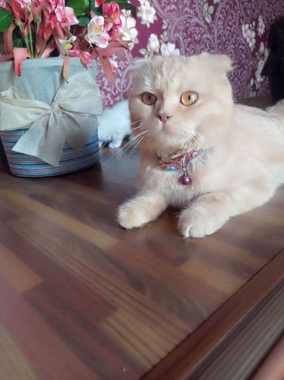 Продам котят породистых — 7