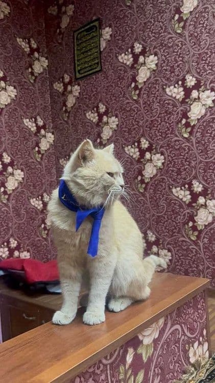 Продам котят породистых — 8