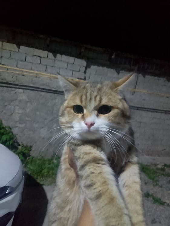 Skotsh street zotli ogʻil bola — 3