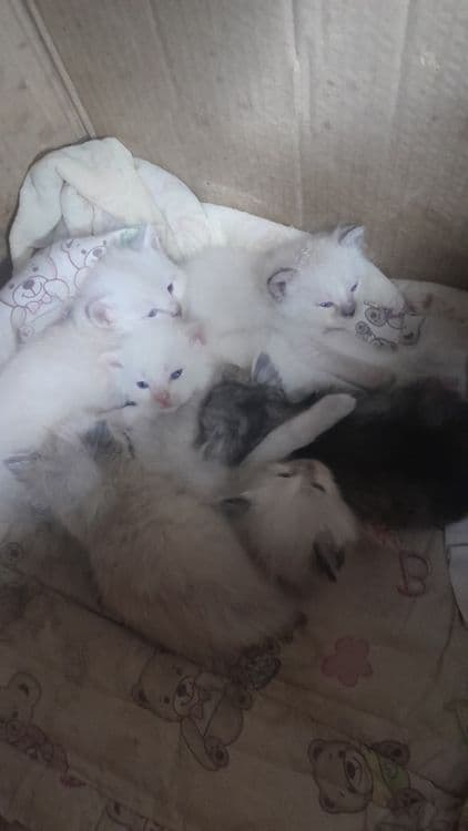Продаётся породистые котята — 2