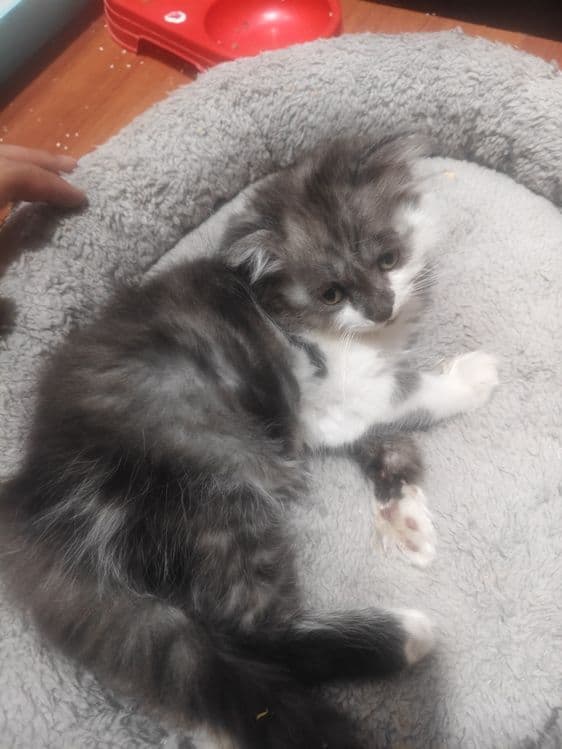 Scottish fold longhair mushuk sotiladi srochno. — 2