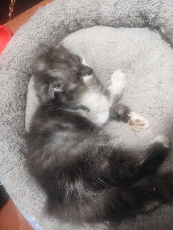 Scottish fold longhair mushuk sotiladi srochno. — 3