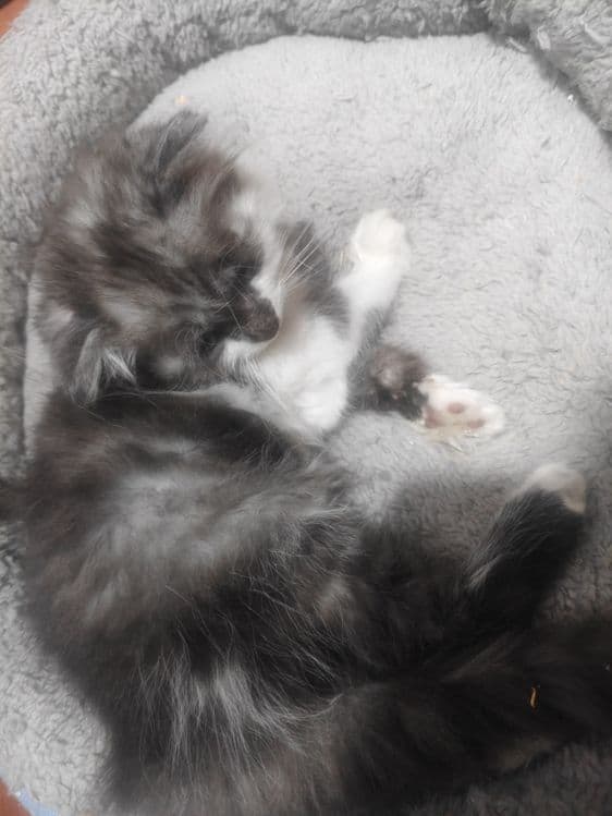 Scottish fold longhair mushuk sotiladi srochno. — 4