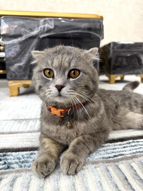 Scottish Fold sotiladi Narxi 500.000 — 2