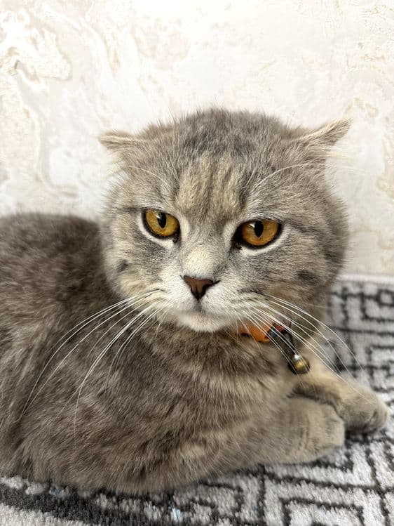 Scottish Fold sotiladi Narxi 500.000 — 3