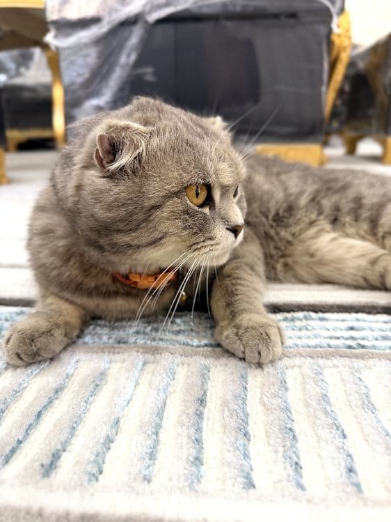 Scottish Fold sotiladi Narxi 500.000 — 4