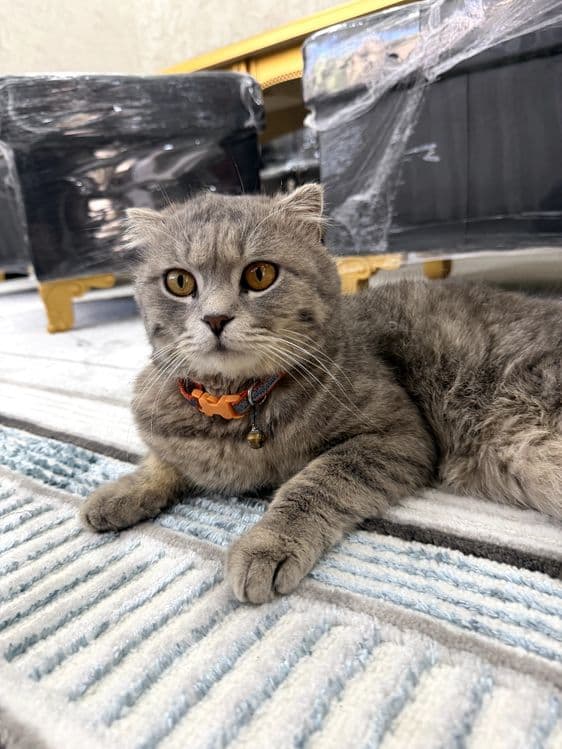 Scottish Fold sotiladi Narxi 500.000 — 5