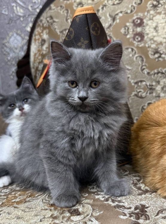 Скотиш страйт мальчик — 2