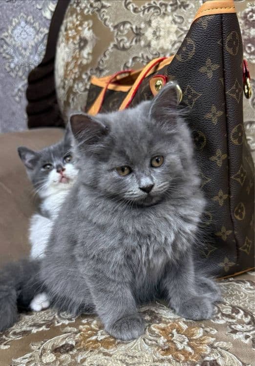 Скотиш страйт мальчик — 3