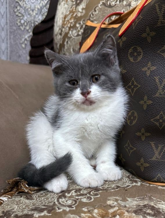 Скотиш страйт мальчик — 4