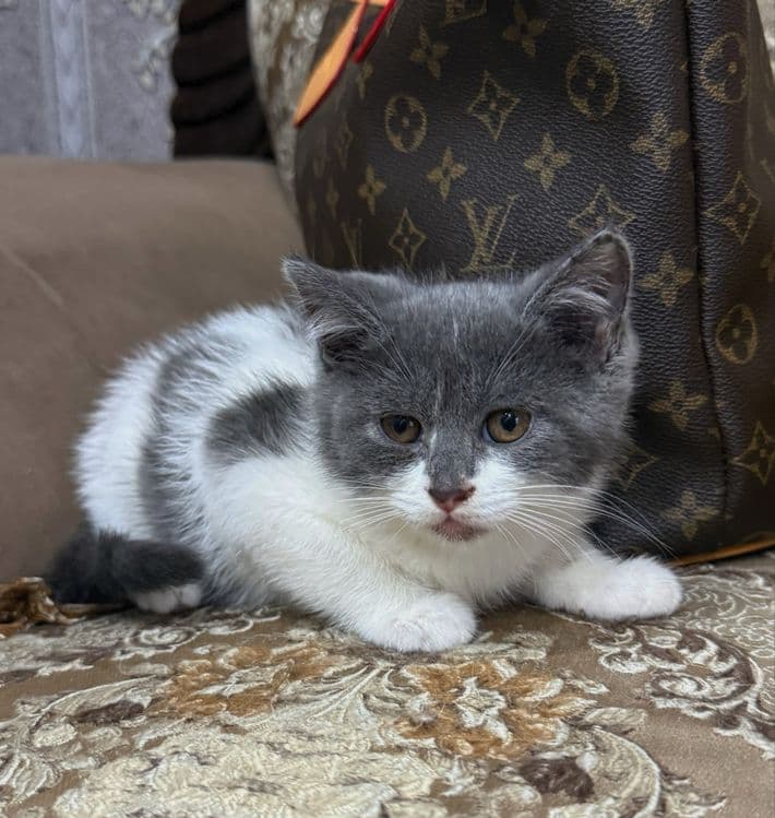 Скотиш страйт мальчик — 5