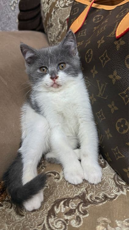 Скотиш страйт мальчик — 6