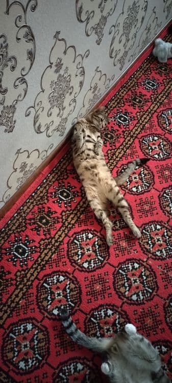 Бенгальский метис — 3