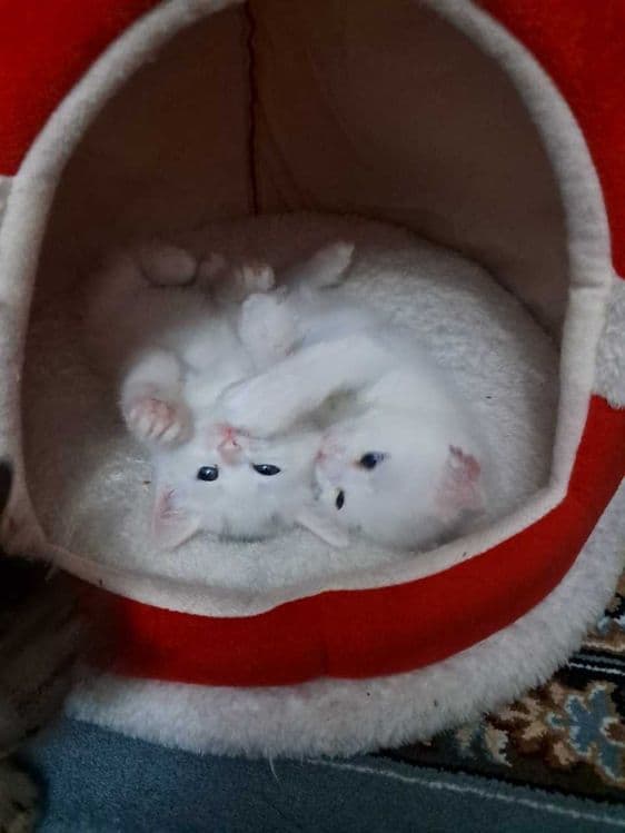 Котята персидской породы