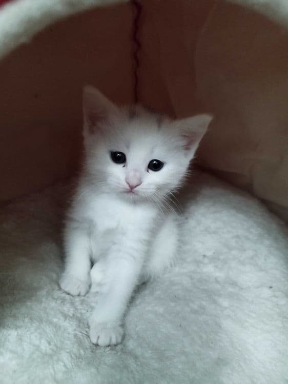 Котята персидской породы — 2