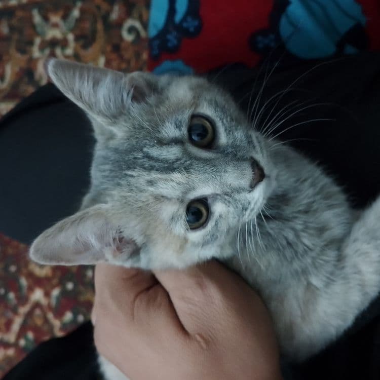 Mushuk sotiladi. 2 yarim oylik. — 2