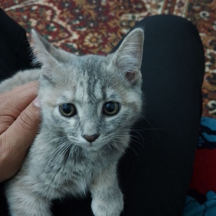 Mushuk sotiladi. 2 yarim oylik. — 3