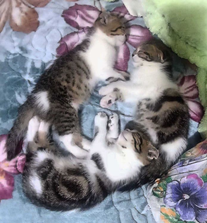 Продаются котята скоттиш фолд веслоухие(загнутые ушки) — 2