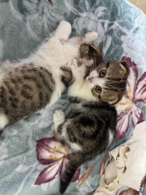 Продаются котята скоттиш фолд веслоухие(загнутые ушки) — 3