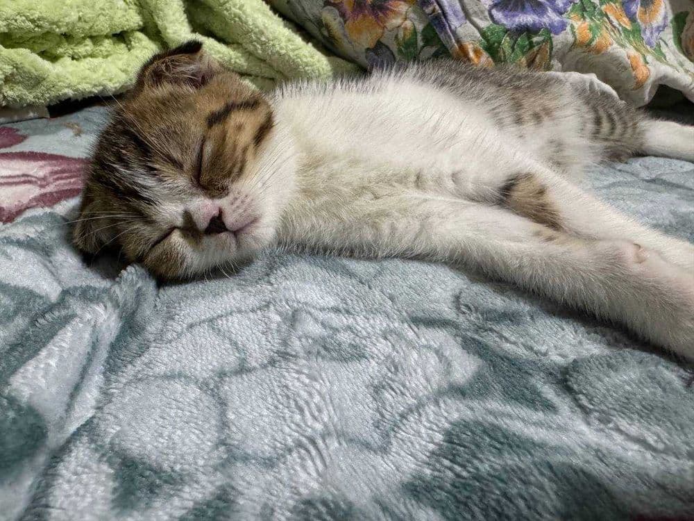 Продаются котята скоттиш фолд веслоухие(загнутые ушки) — 4