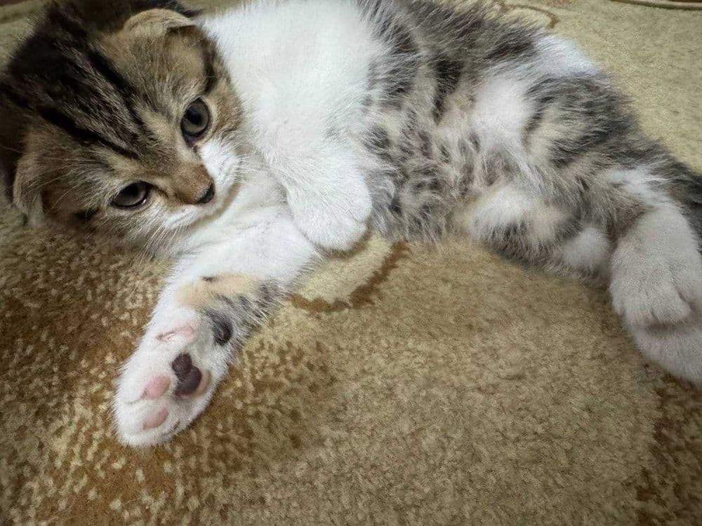 Продаются котята скоттиш фолд веслоухие(загнутые ушки) — 5