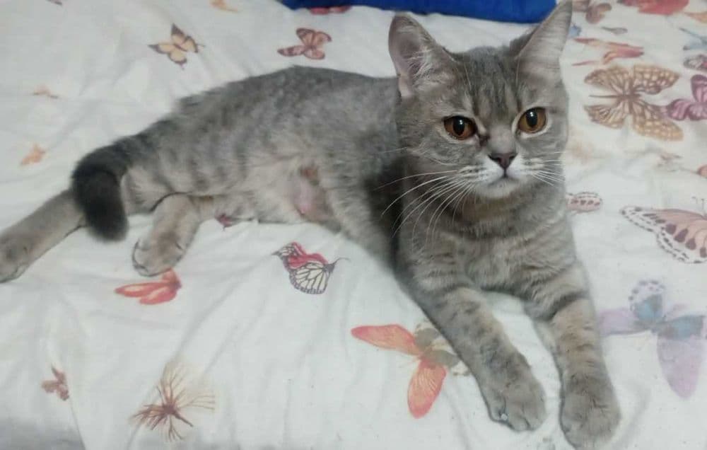 Продаются котята скоттиш фолд веслоухие(загнутые ушки) — 6