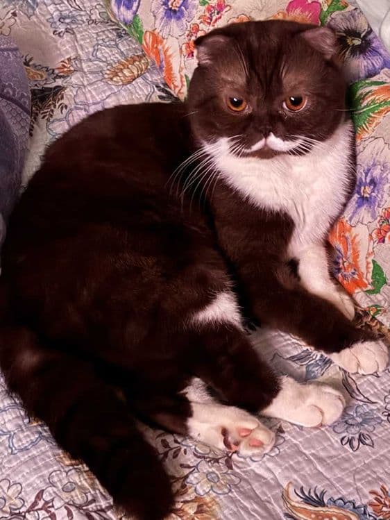 Продаются котята скоттиш фолд веслоухие(загнутые ушки) — 7