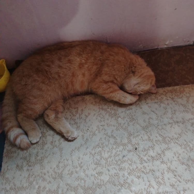 Прадажа кошек пародистых — 2