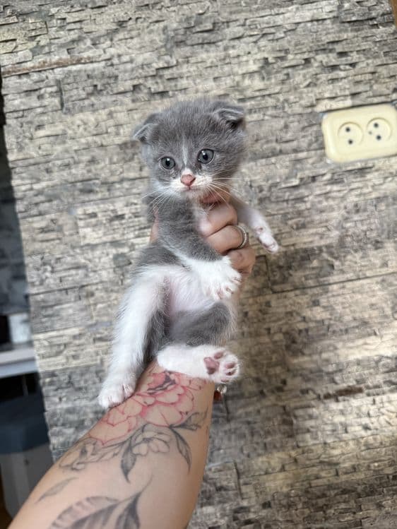 Продаются котята скотиш фолд и скотиш страйт — 1