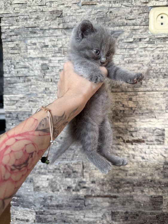 Продаются котята скотиш фолд и скотиш страйт — 2